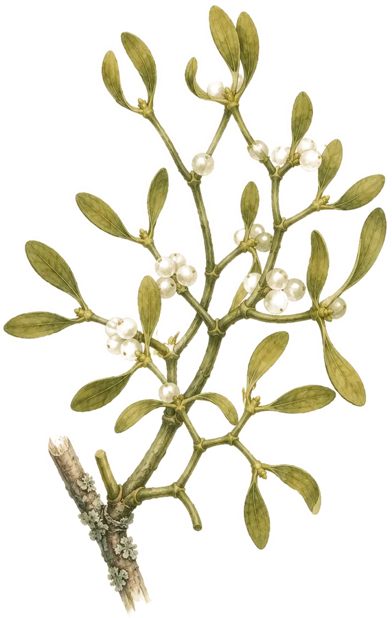 Watercolor botanical: Mistletoe
