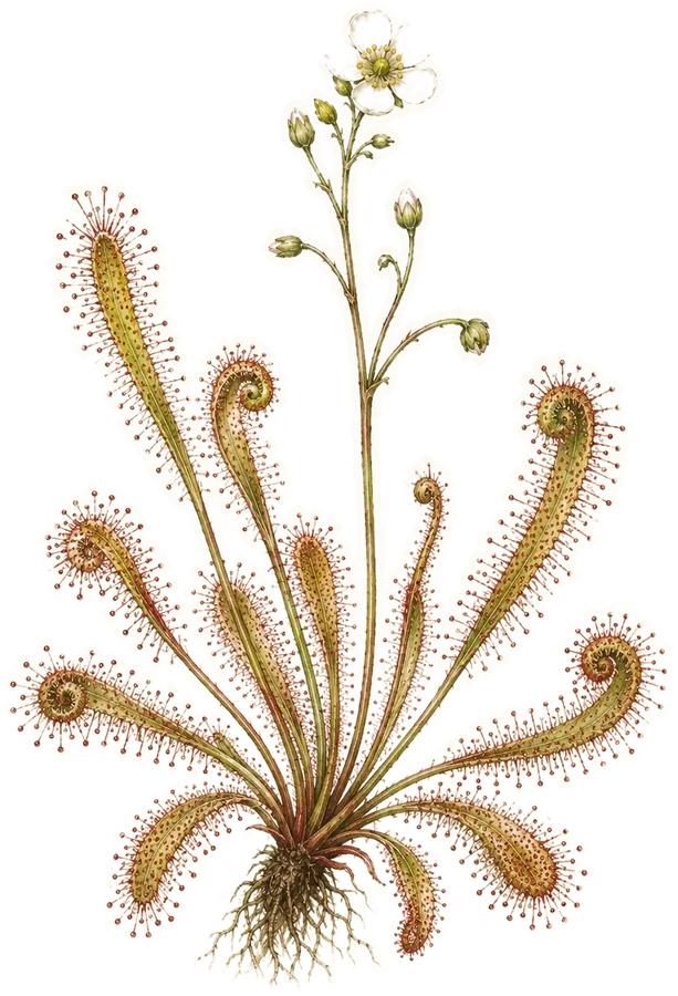 Watercolor botanical: Sundew