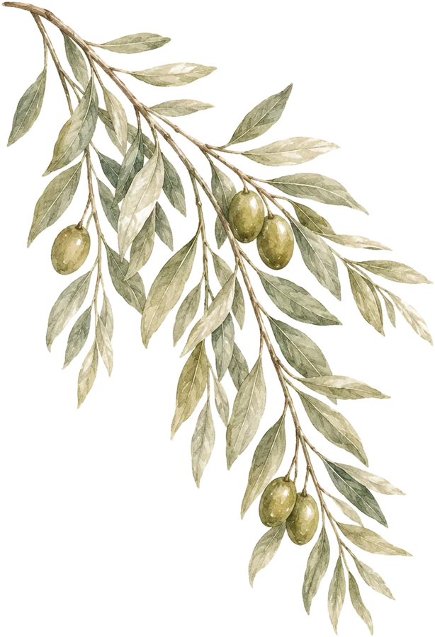 Watercolor botanical: Olive branch