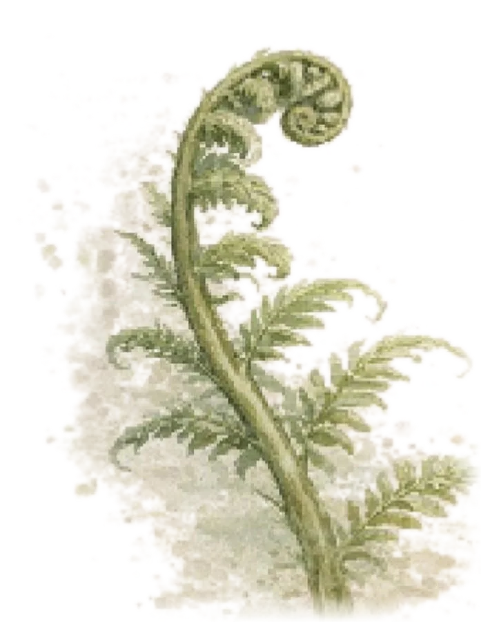Watercolor botanical: Fern fiddlehead